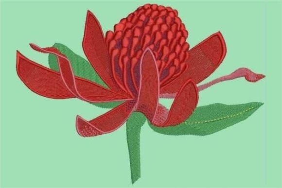 Waratah